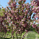 Prunus ser. 'Kanzan' 700-800 cm draadkluit meerstammig