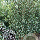 Prunus 'Spire' 350-400 cm draadkluit meerstammig op aanvraag