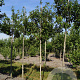 Prunus ser. 'Pink Perfection' 10-12 HO draadkluit