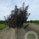 Prunus ser. 'Royal Burgundy' 550-600 cm draadkluit meerstammig 400-500 diameter