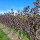 Prunus ser. 'Royal Burgundy' 600-700 cm draadkluit meerstammig