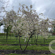 Prunus ser. 'Shôgetsu' 300-350 cm draadkluit meerstammig