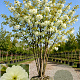 Prunus ser. 'Shôgetsu' 300-350 cm draadkluit meerstammig