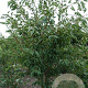 Prunus ser. 'Shirotae' 400-450 cm draadkluit meerstammig 200-250 diameter