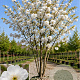 Prunus ser. 'Shirotae' 500-550 cm draadkluit meerstammig 400-450 diameter