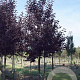 Prunus virginiana 'Canada Red' 16-18 HO draadkluit
