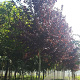Prunus virginiana 'Shubert' 18-20 HO draadkluit