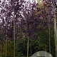 Prunus virginiana 'Shubert' 18-20 HO draadkluit