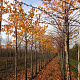 Prunus yedoensis 14-16 HO draadkluit