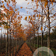 Prunus yedoensis 14-16 HO draadkluit