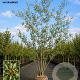 Pyrus calleryana 'Chanticleer' 600-700 cm draadkluit meerstammig