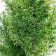 Pyrus calleryana 'Redspire' 16-18 HO draadkluit