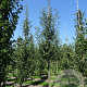 Pyrus c. Bonne Louise 6-8 HA 15L