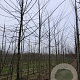 Robinia marg. Casque Rouge 14-16 HO draadkluit