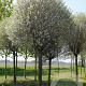Robinia ps. 'Umbraculifera' 45-50 HO draadkluit 220 cm stam