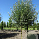 Salix alba 'Belders' 20-25 HO draadkluit geknot
