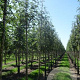 Sorbus aucuparia 8-10 HO draadkluit