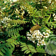 Sorbus frutescens 125-150 cm met kluit meerstammig