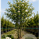 Sorbus frutescens 125-150 cm met kluit meerstammig