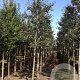 Sorbus intermedia 'Brouwers' 6-8 HO draadkluit
