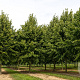 Tilia americana 'Neglect' 35-40 HO draadkluit