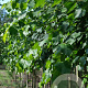 Tilia flavescens 'Glenleven' 14-16 HO draadkluit