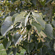 Tilia mandshurica 12-14 HO draadkluit