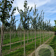 Tilia mongolica 'Buda' 12-14 HO draadkluit
