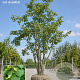 Tilia platyphyllos 300-350 cm draadkluit meerstammig