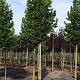 Tilia plat. 'Rubra' 14-16 HO draadkluit