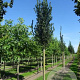 Ulmus 'Columella' 25-30 HO draadkluit