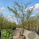 Ulmus parvifolia 'Sagei' 125-150 cm met kluit meerstammig
