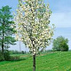 Pyrus communis 'Beech Hill' 12-14 HO draadkluit