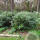 Rhododendron 'Catawbiense Grandiflorum' 125-150 cm met kluit boskwaliteit