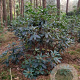 Rhododendron 'Catawbiense Grandiflorum' 150-175 cm met kluit boskwaliteit