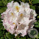 Rhododendron 'Cunningham's Blush' 30-40 cm 5,0L