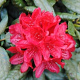 Rhododendron 'Hachmann's Feuerschein' 30-40 cm 5,0L