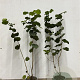 Corylus avellana 60-100 cm 2,5L