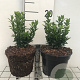 Euonymus jap. 'Green Spire' GM 2,0L