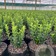 Euonymus jap. 'Green Spire' GM 2,0L