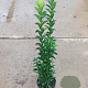 Euonymus jap. 'Green Spire' GM 2,0L