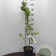 Fagus sylvatica 125-150 cm 3,5L