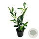 Prunus l. 'Novita' 40-60 cm 2,5L