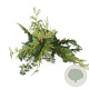 Chamaecyparis n. 'Pendula' 50-60 cm 3,0L