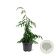Chamaecyparis n. 'Pendula' 50-60 cm 3,0L