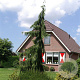 Chamaecyparis n. 'Pendula' 50-60 cm 3,0L