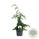 Chamaecyparis n. 'Pendula' 50-60 cm 3,0L