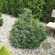Chamaecyparis o. 'Lycopodioides' 25-30 cm 3,5L
