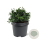 Chamaecyparis o. 'Lycopodioides' 25-30 cm 3,5L