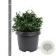 Chamaecyparis o. 'Lycopodioides' 25-30 cm 3,5L